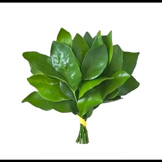 不爱吃香菜的小高