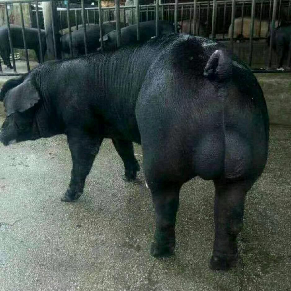 国寿母猪繁育基地