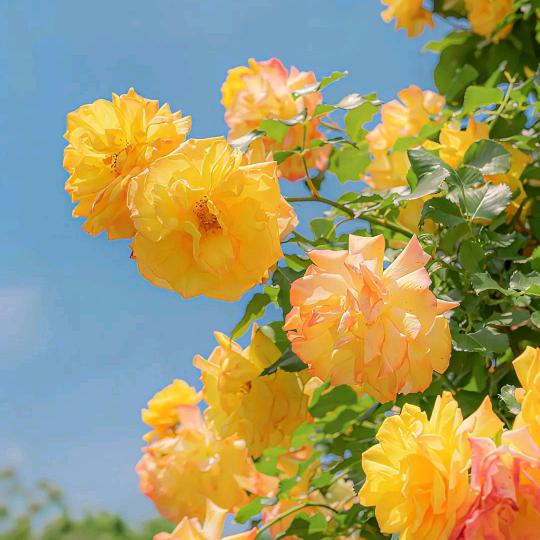 问题肌调理容姐