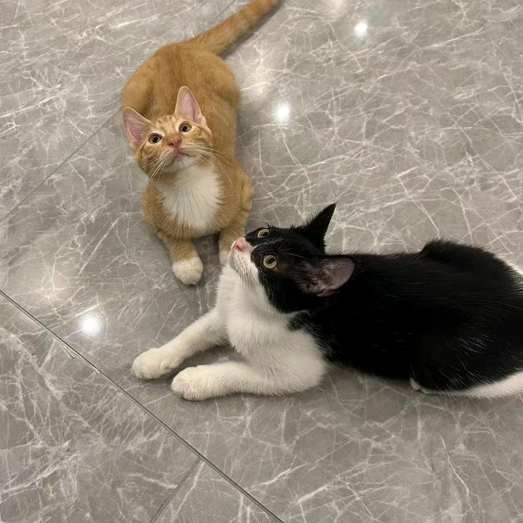 小黄揍小黑