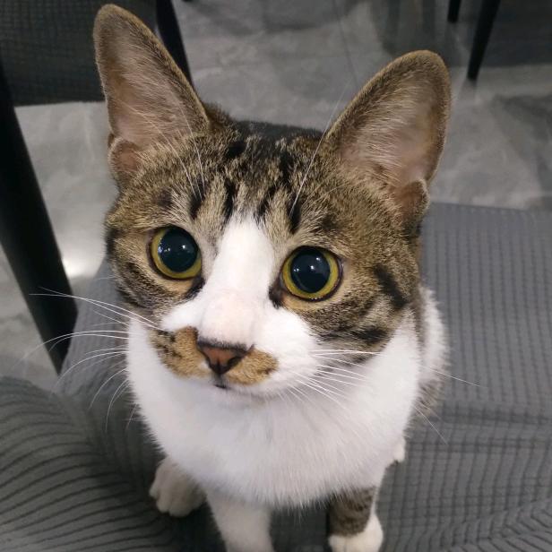 皮皮是只小猫咪