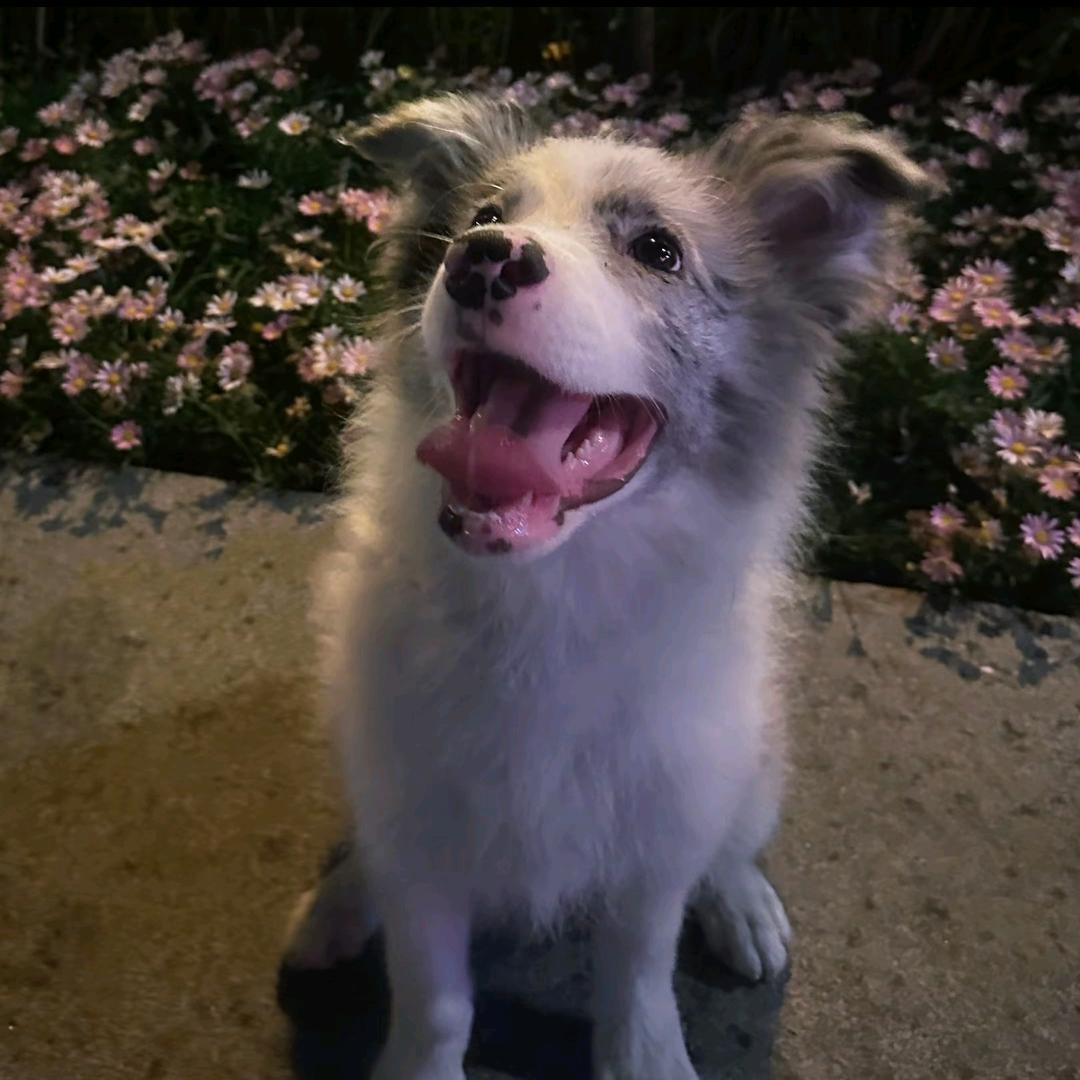 狗儿