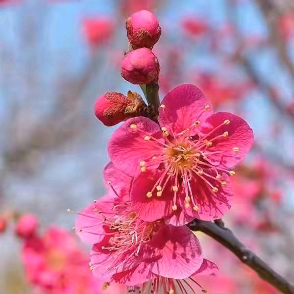 实在不胖