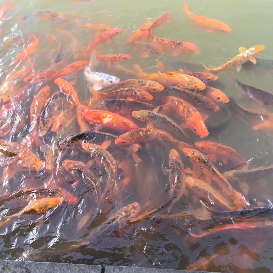 柿柿如意（陪读妈妈）