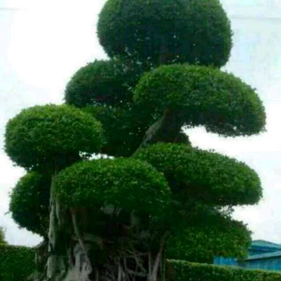 爱你一