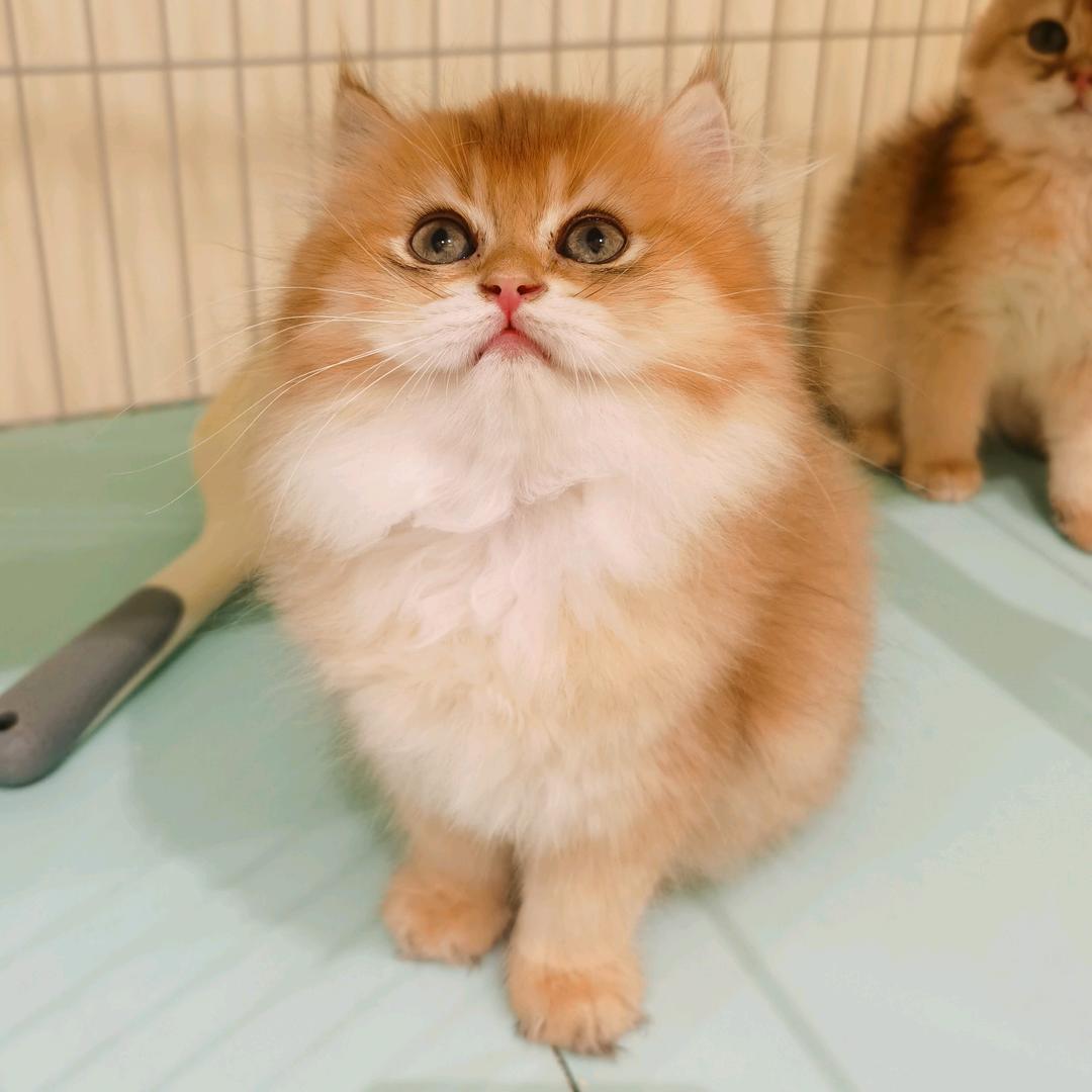 无锡芸喵宠物-果果