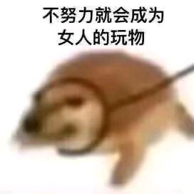 杂毛