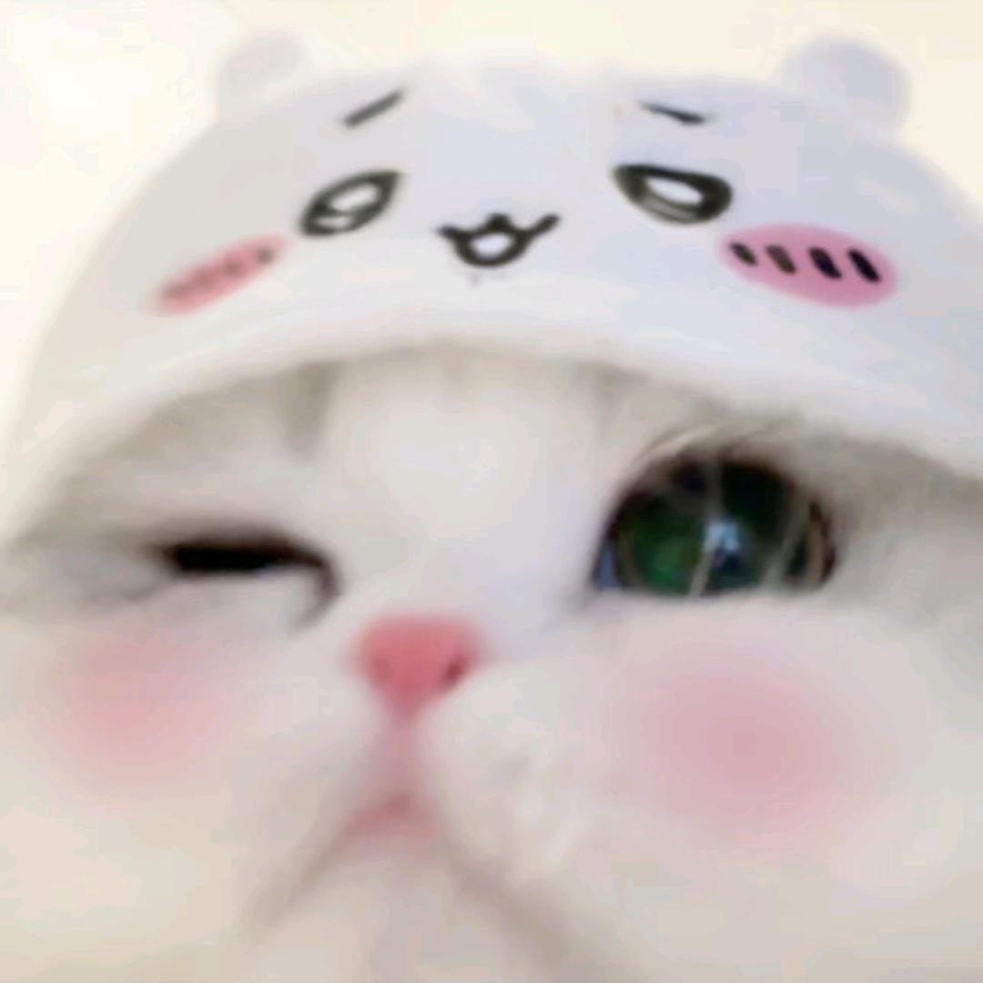猫饼🐱