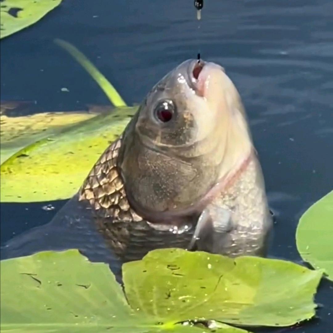 老鹰钓鱼户外渔具