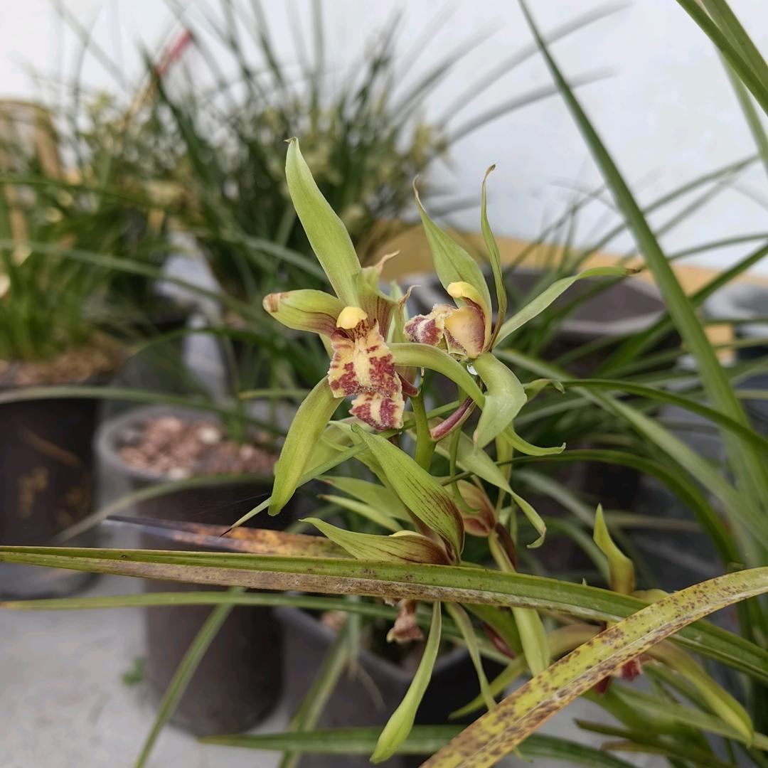 野钓爱好者👉 杰