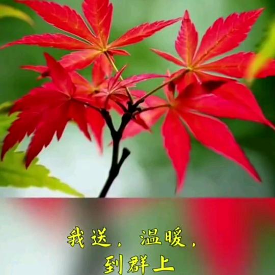 嗳阳