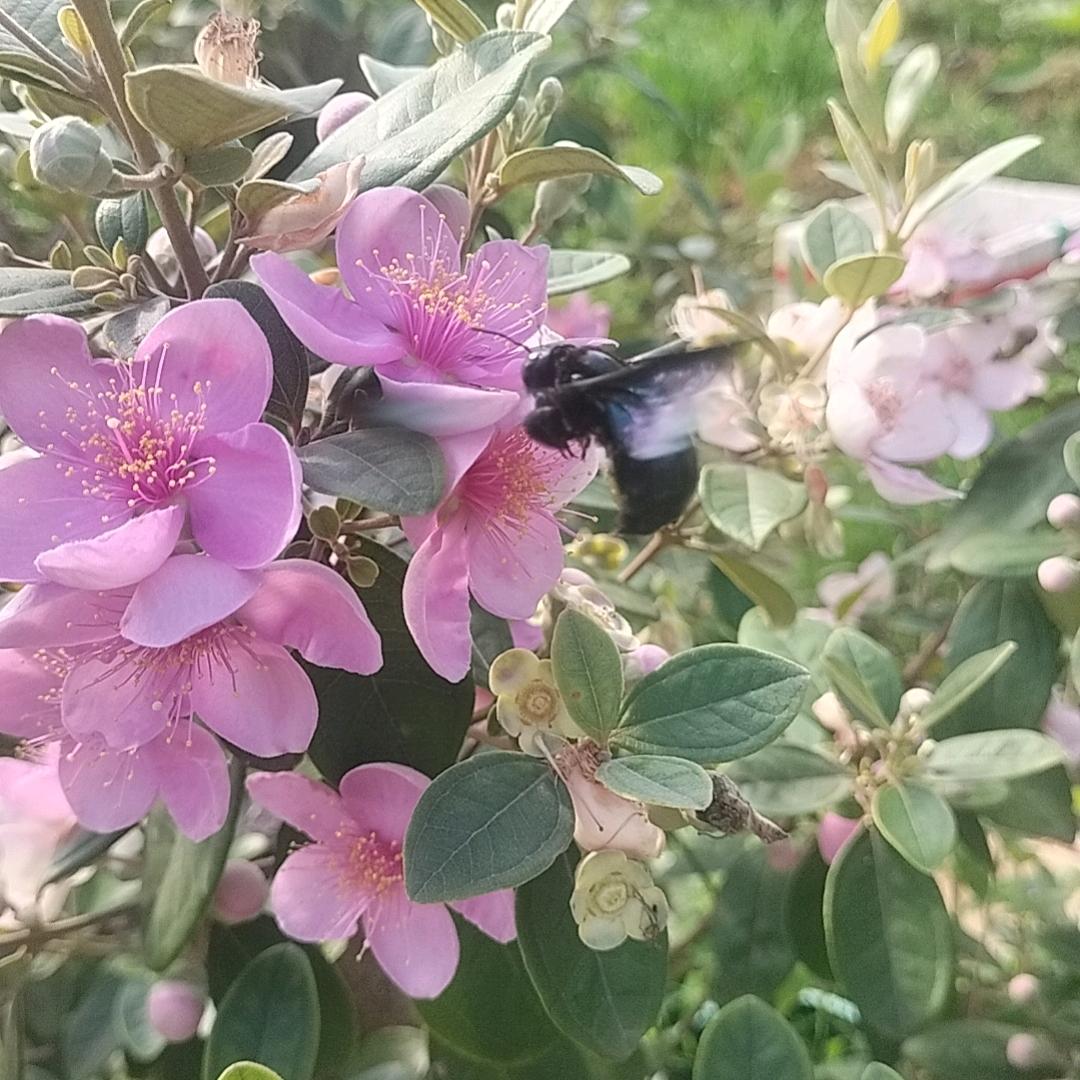 我是采花大盗🌸