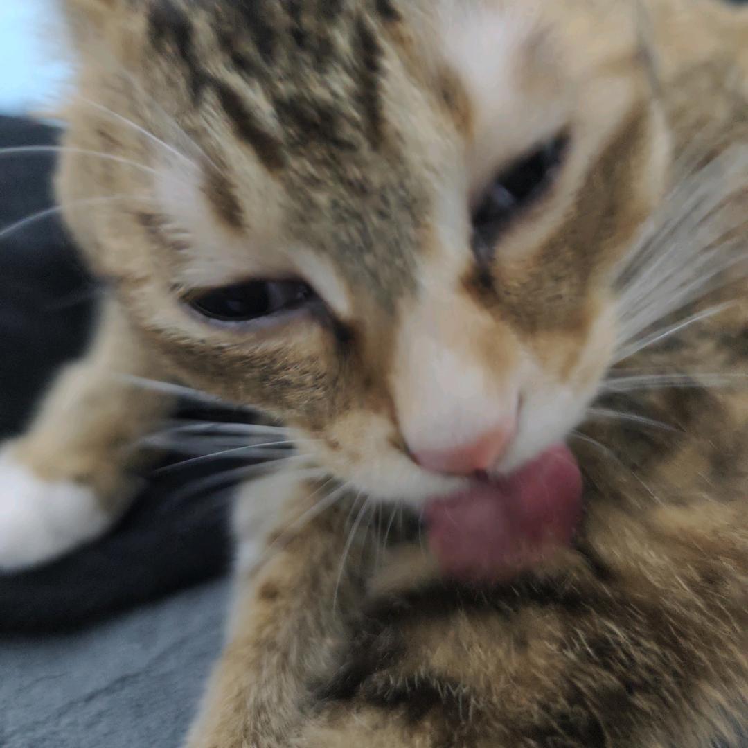 十连一定要出金啊！