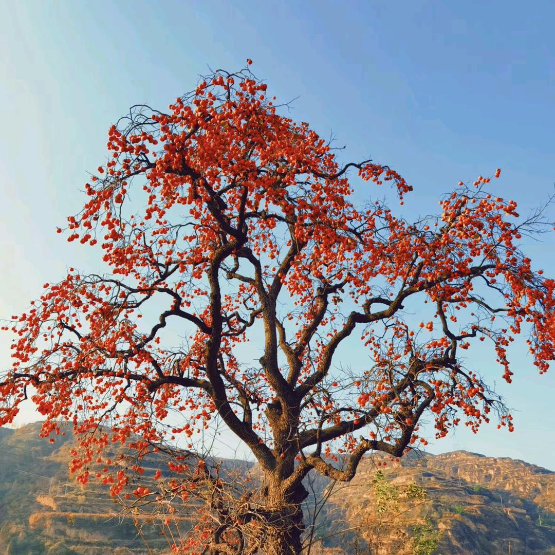 小仙女的女神麻麻