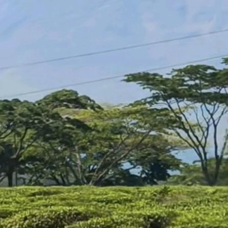 🇨🇳游子在非洲