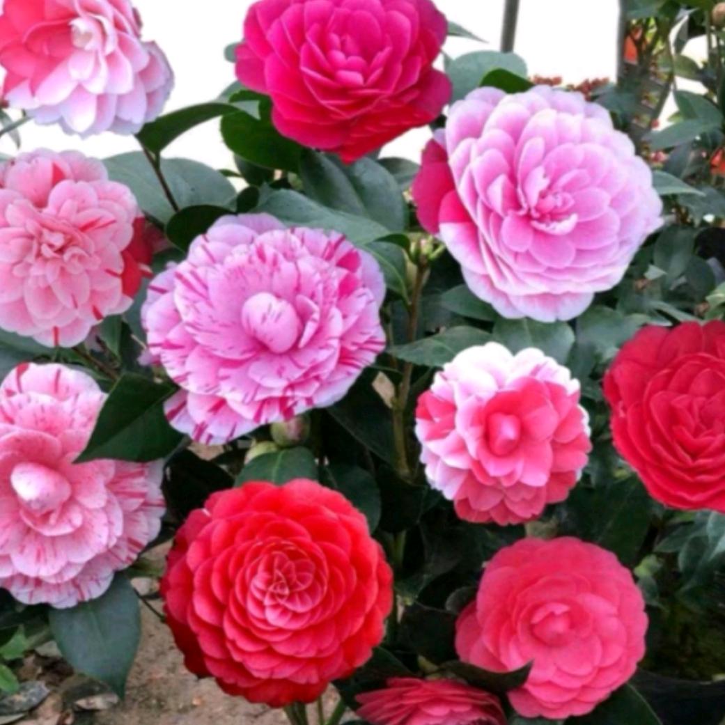 茶花绿植园艺