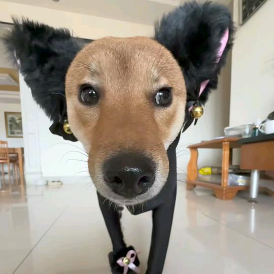 爱吃折耳根的大蟑螂