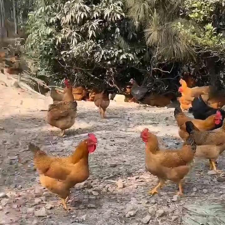 横州晶品莉香山鸡销售（玉米土鸡）