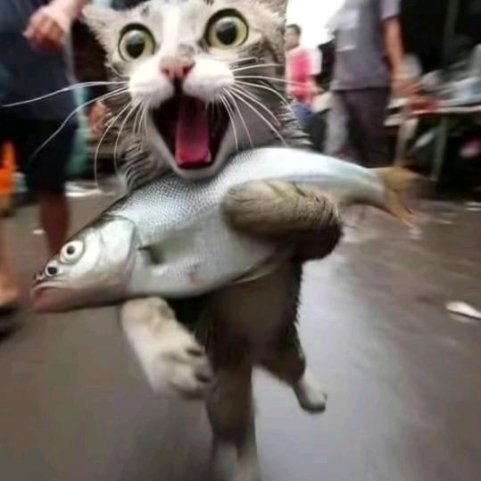 猪小哼