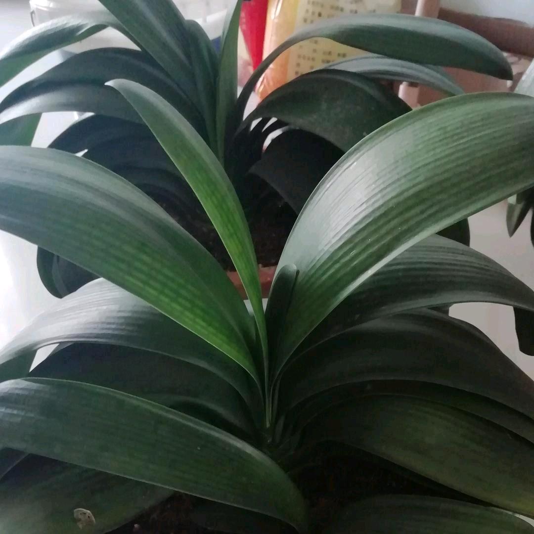 牛牛