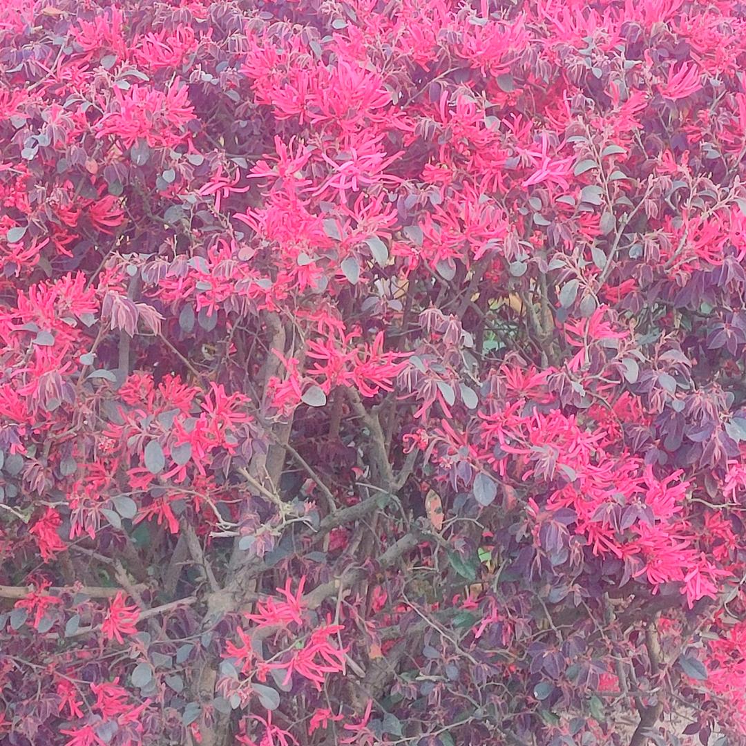 月亮代表我的心。