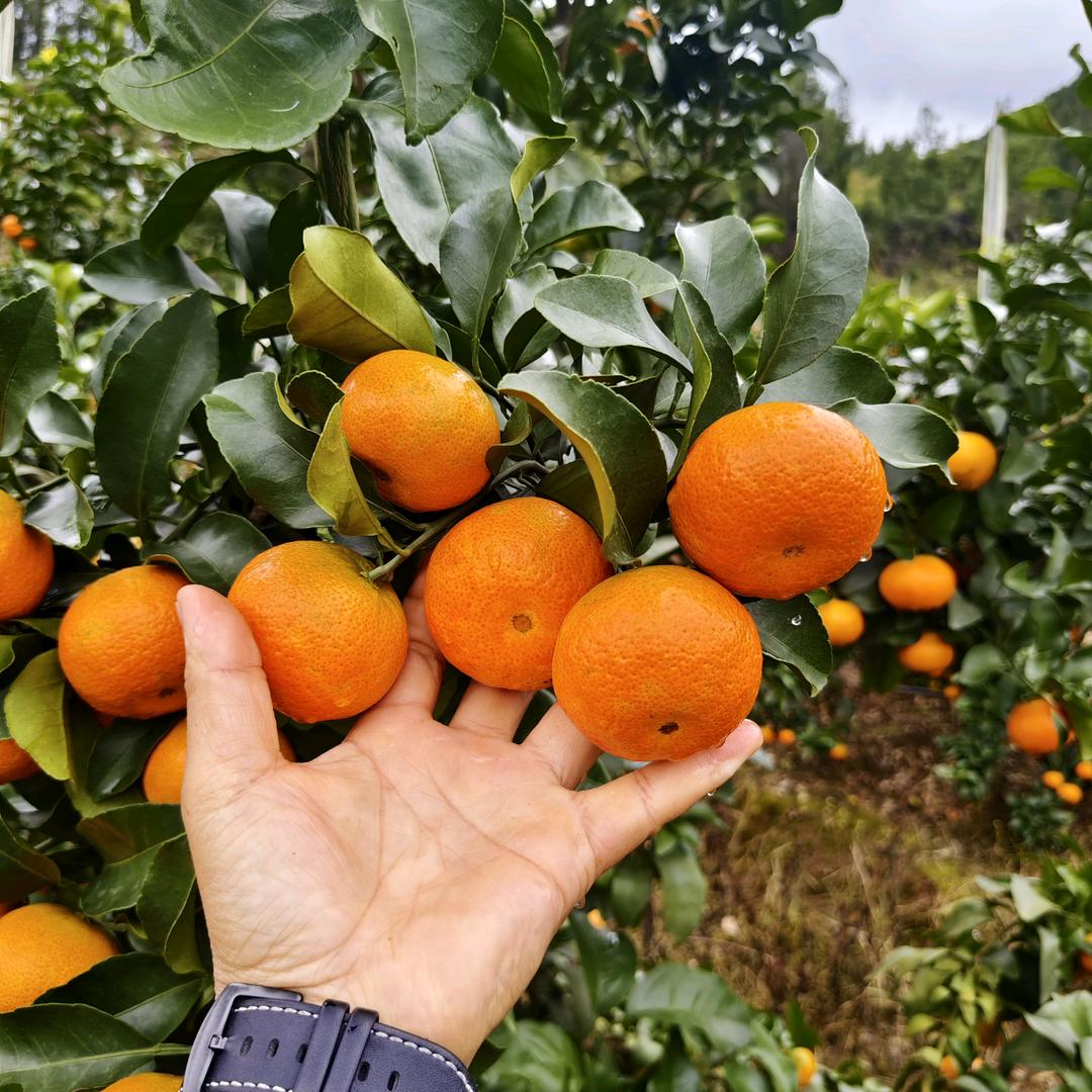 ヾ小阿俊`、果蔬供应链.....