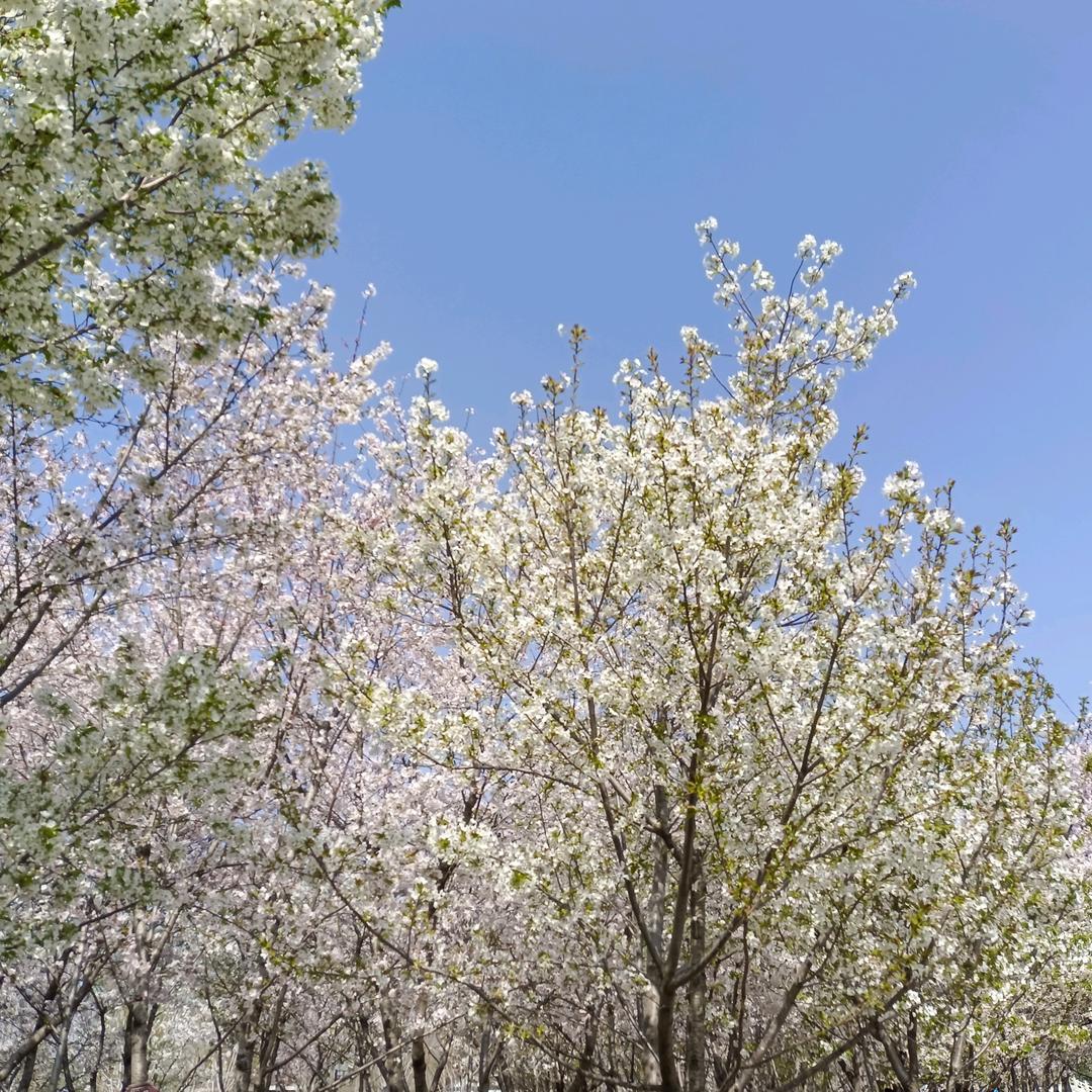 宁陵县萤火虫装修饰公司海燕