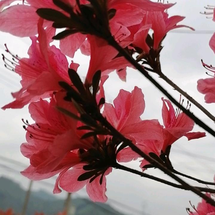 暧阳