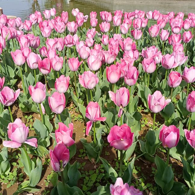 大唐胖公主 🌸