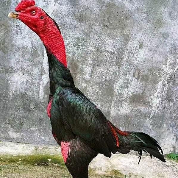 小杨@&@斗鸡养殖场