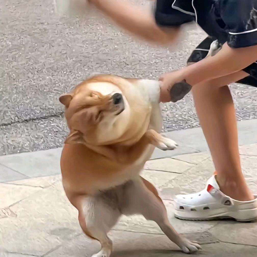 道叉