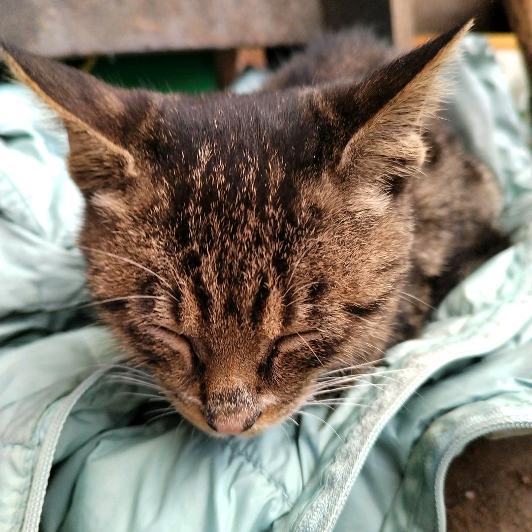 可爱小猫