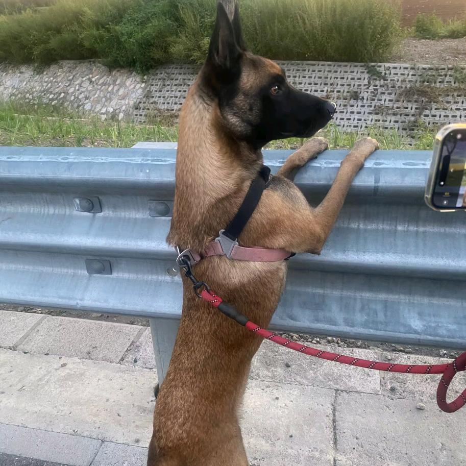 我的毛孩子叫小贝