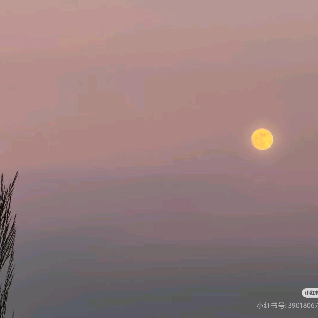 宝贝是只猫