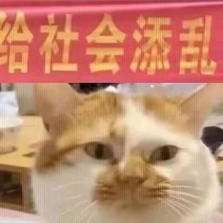 牢瞳蛋
