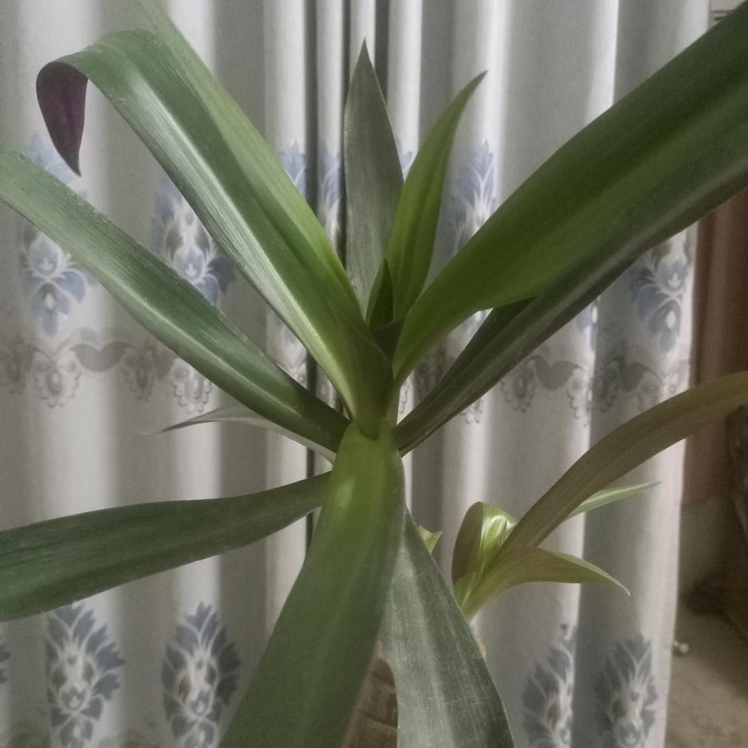 ꧁ᝰ罗亿亿ᝰ꧂