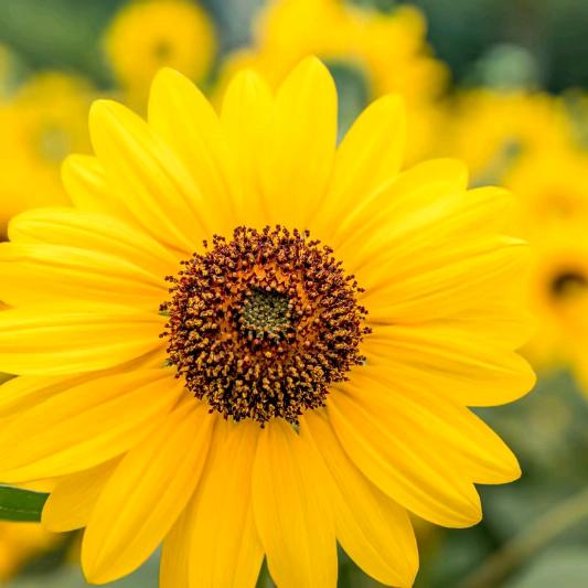 甜心记录田园生活