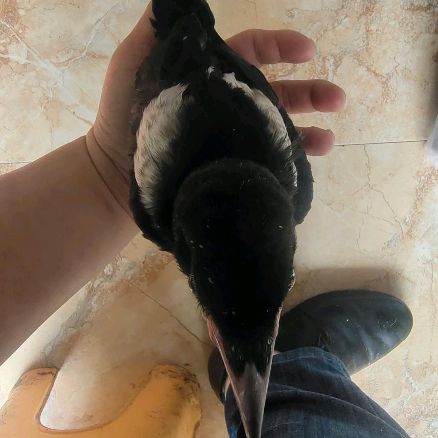 我佛慈悲！