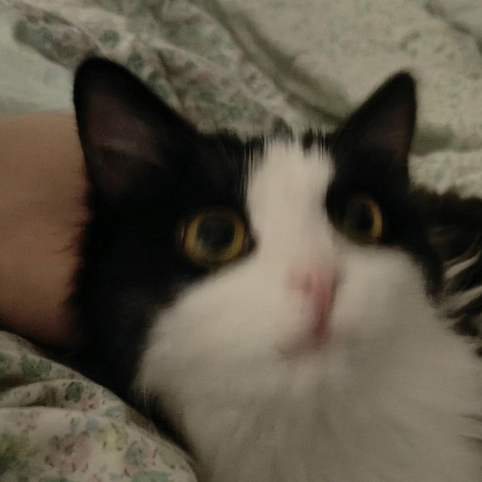 miko鲜葱日记