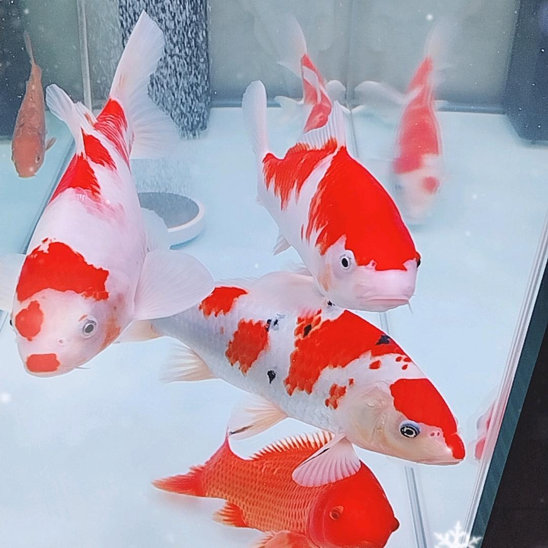 丑蛋哥