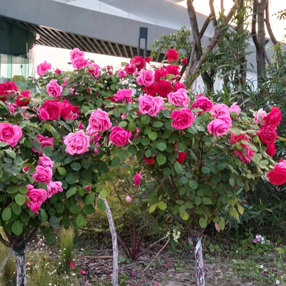 落花时节又逢君