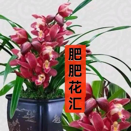 肥肥花汇企业号