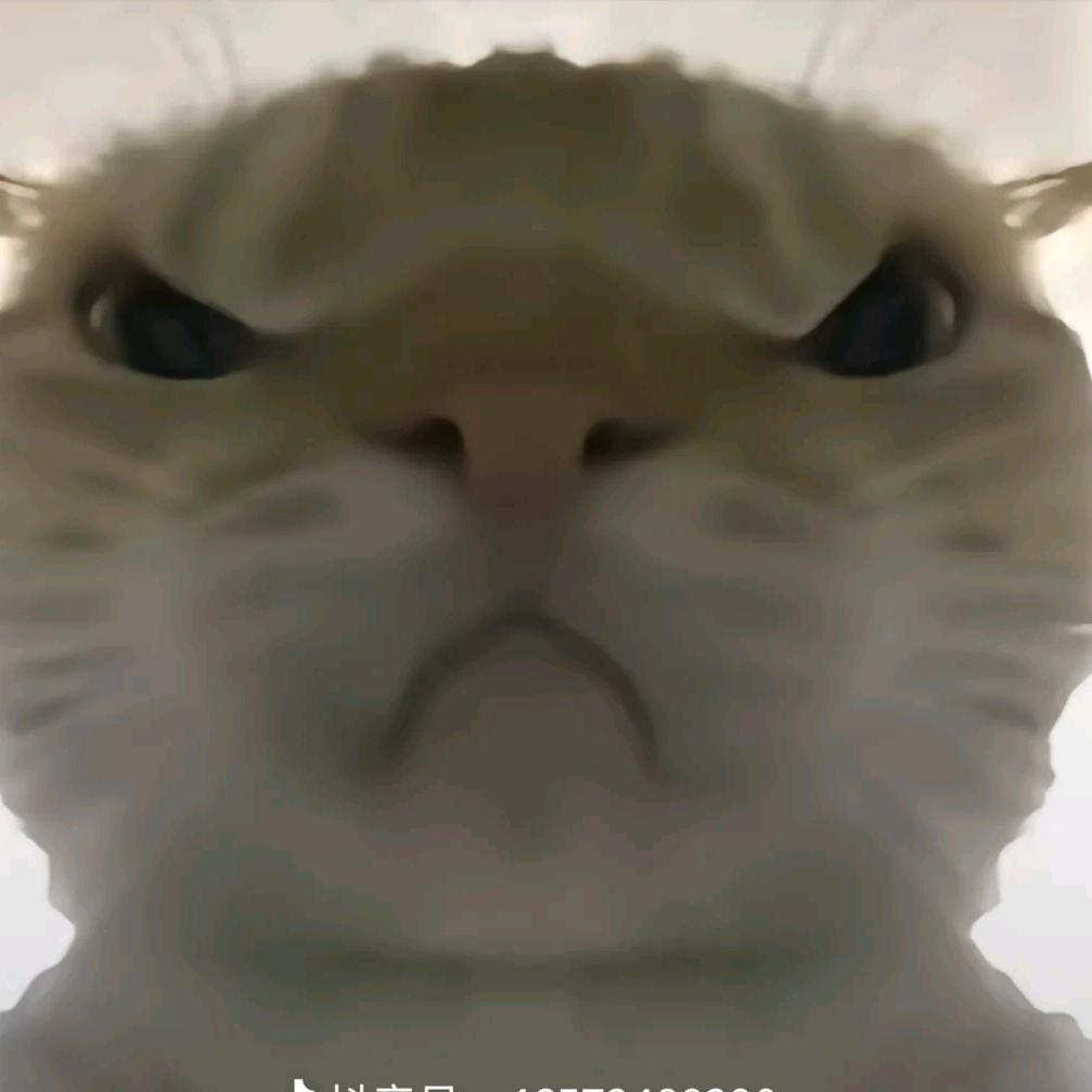 疯狂鼠鼠