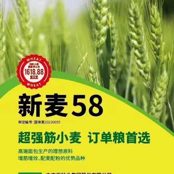 柘城县大仵乡原棉麻厂大量批发小麦玉种子，