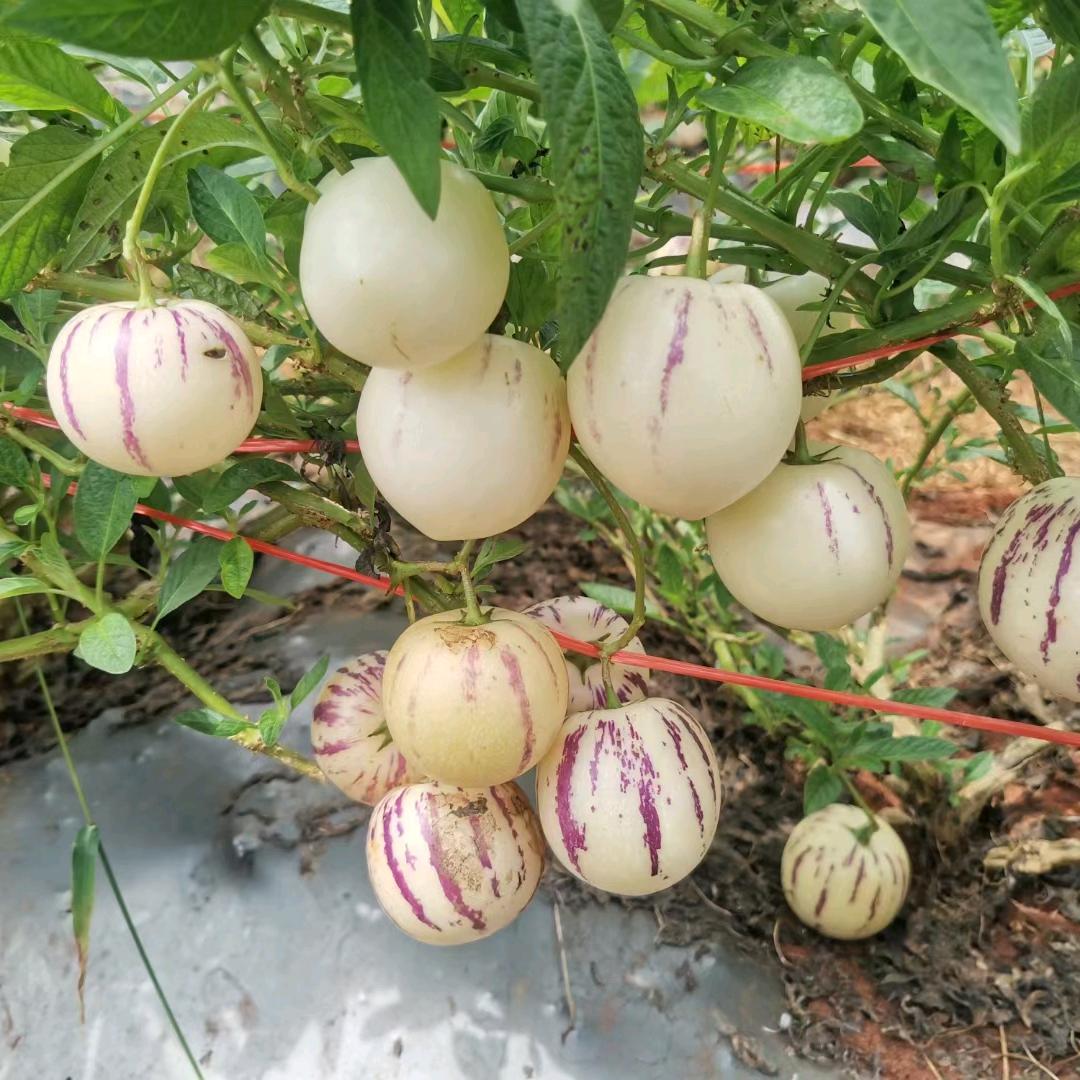 林丰植保服务站