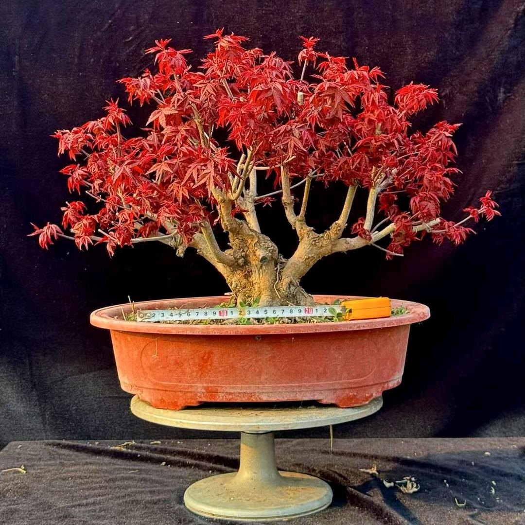 福洋花木场李加福