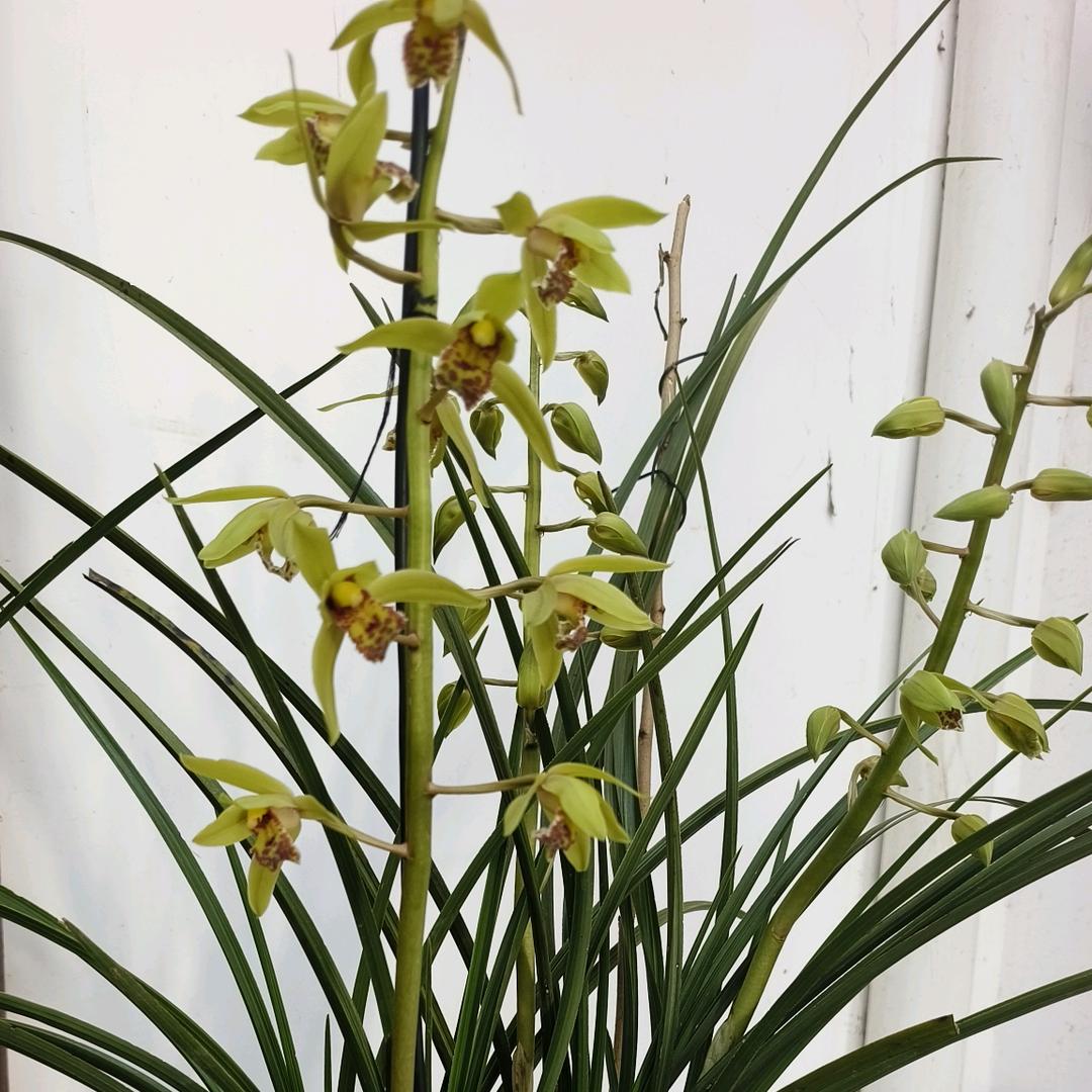 励志🇨🇳前行