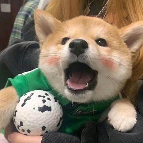 超自然车内69(宝可梦大集结恩师少东)