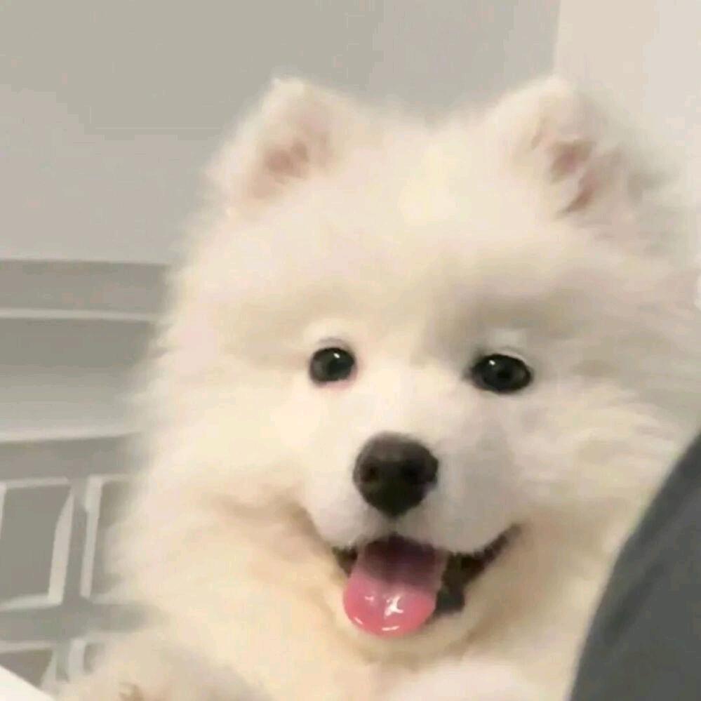 黑豹猫