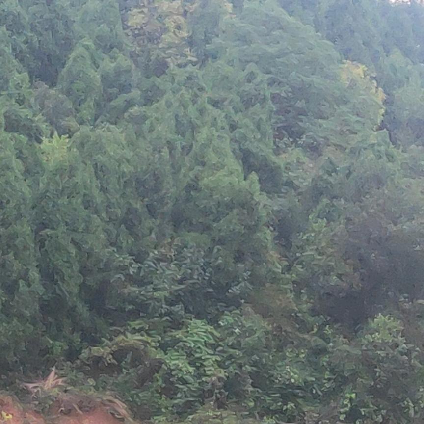 @望材